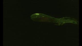 First report of biofluorescence in Arctic snailfishes