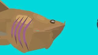 Basking Shark Vs Dunkeleosteus