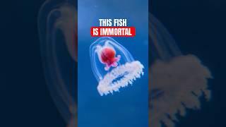 Why This Jellyfish Hold the Key to IMMORTALITY | Turritopsis Dohrnii