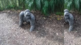 A trip to London Zoo after 50 years with swinging monkeys