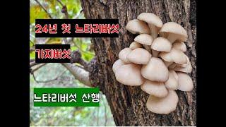 24년 첫 자연산 느타리버섯 가지버섯 검은비늘버섯 노루궁뎅이버섯 산행