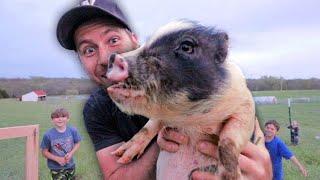 Welcome to the farm, Mini Pigs 