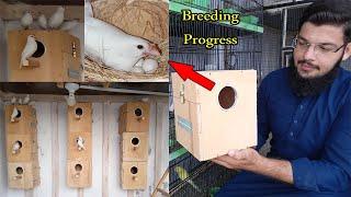 Java Sparrow Breeding Progess | White Java Breeding Progress | Java Sparrow | KK Birds