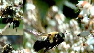 Slow motion Bumble Bee flight