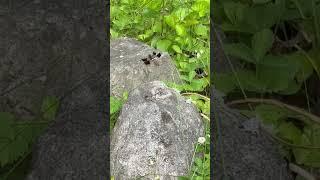 What am I? Name this dragonfly. #dragonfly #garden #predator #gardenhunter