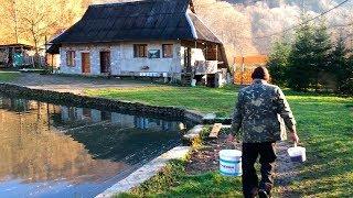 Закарпатье, санаторий Боржава, поездка в Мукачево, форельное хозяйство и ферма буйволов