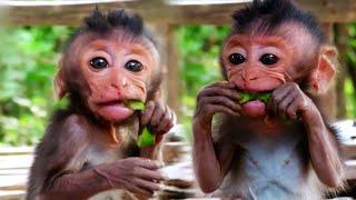 Tiny baby monkey is trying hard to eat food | Nature Serenity Relaxing