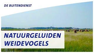 Weidevogels in Blankenham | Natuurgeluiden | ANWB De Buitendienst