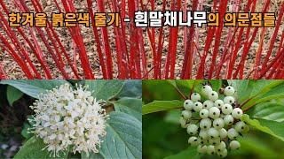 한겨울 붉은색 줄기 - 흰말채나무의 의문점들