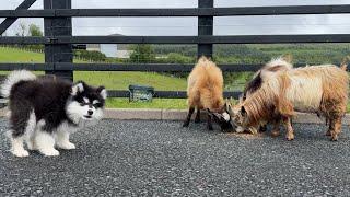 Adorable Baby Malamute Meets Pygmy Goats For The First Time