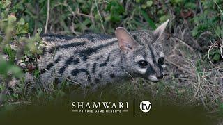 Wildlife Rehabilitation Centre: The Spotted Genet Gets Released and the Meerkat Colony Grows