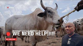 THIS IS KILLING THE CATTLE BUSINESS IN NIGERIA.