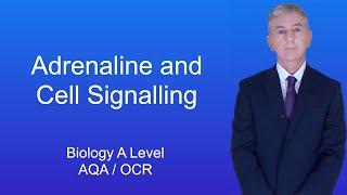 A Level Biology Revision (Year 13) "Adrenaline and Cell Signalling"