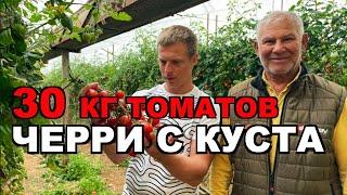 Почему в Турции с одного куста собирают мешок томатов?