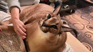 A Day in the Life of Big Floppa with Justin : Caracal