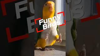 Super Cute And Funny Birds #youtubeshorts #cute