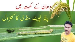 Paddy leaf folder management in paddy field | Abid Ali Agrarian