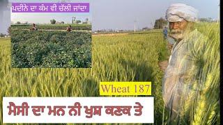 Wheat  187//ਕਣਕ 187 ਫੁੱਲ ਹਾਈਟ ਤੇ//SEERA DHILLON