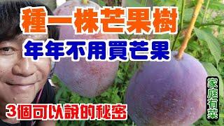 【家庭有菜】庭院種植芒果，三個小秘密讓你每年不用買芒果