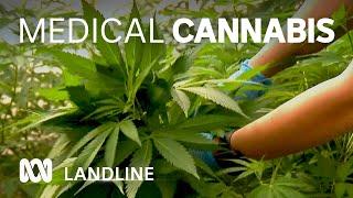 Boom in use of medical cannabis in Australia  | Landline | ABC Australia