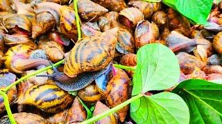 3000 snails in an Ants infested greenhouse | how to control ants in a greenhouse