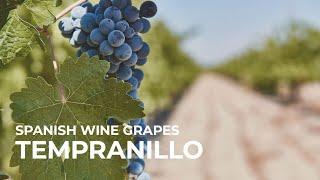 Spanish Wine Grapes: Tempranillo