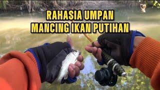 UMPAN MANCING IKAN PUTIHAN TERBARU