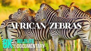 ZEBRAS - Unique Animals of Africa - 8K HDR Wildlife Documentary Film with Narration