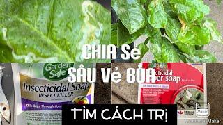 Chị Trà Chia Sẻ Cách Trị Sâu Vẻ Bùa tt738