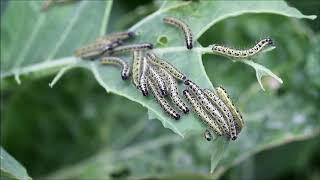 Cabbage White Butterfly Caterpillars by Jason Steel