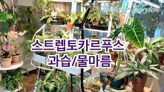 물시중이 힘들어요/스트렙토카르푸스 과습 증상/물마름 증상