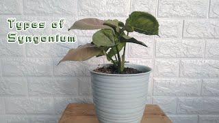 Types of Syngonium - Beautiful Syngonium Collection With Names