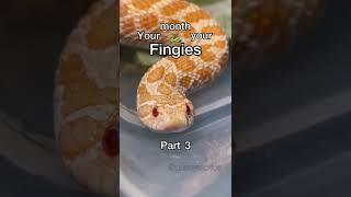 YOUR MONTH YOUR FINGIES PART 3  #reptile #animal #snake