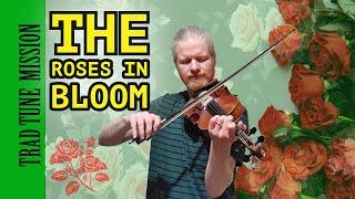 The Roses in Bloom | Irish Traditional Music | Celtic Music | Fiddle Music