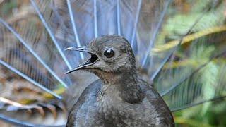 Lyrebird Mimicking Chainsaws, Cameras, Cars and Even People!