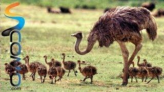 Avestruz africano - Ostrich