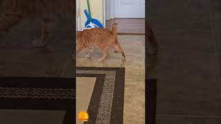 #MorningswithMurray #cat #catvideos #catlover #humor #funny #fun #joy #humorous #laugh #laughter