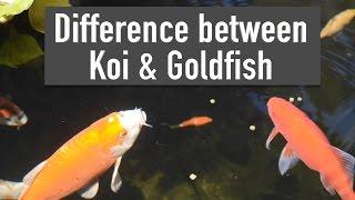 Difference between Koi & Goldfish