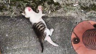 A lonely kitten lying on the ground, crying loudly, his mother is missing