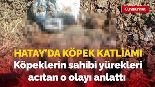 Hatay'da köpek katliamı: Köpeklerin sahibi yürekleri acıtan o olayı anlattı