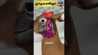 مثل گوزن سیگما باش  دوبله فارسی