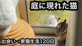 庭に現れた猫を保護したら…先住猫が信じられないほど可愛がった【総集編】出会いから保護（捕獲）家猫生活120日目まで