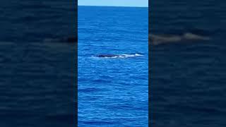 blue whale in male