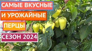 КАКИЕ СОРТА И ГИБРИДЫ ПЕРЦЕВ МЫ БУДЕМ САЖАТЬ В СЛЕДУЮЩЕМ ГОДУ!