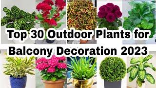 Best Outdoor Plants for Home | Low Maintenance Outdoor Plants