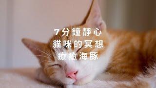 7 分鐘靜心 | 貓的冥想 | 療癒海豚