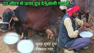 गांव के साधारण पशुपालक के पास 20 लीटर से ऊपर दूध देने वाली गाय देखने को मिली | Cow Milking | Pashu