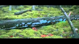 Bioluminescent Forest Turns Into A Glowing Natural Wonderland