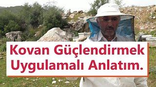 Yeni analı kovanı güçlendirmek.