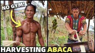 HARVESTING ABACA - Hardest Job In The Philippines? (Typhoon Destroys Farms In Bicol)